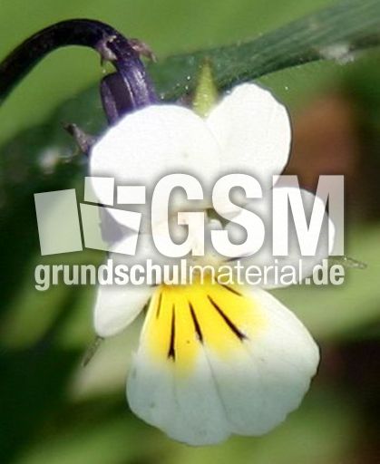 Veilchen-5.jpg